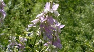 Galega officinalis curativa medicinal plant [upl. by Asenav373]