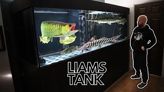 MONSTER aquarium WITH a TIGRINUS CATFISH epic [upl. by Ellan]