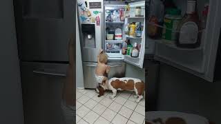 Funny Basset Hound and Baby Break Into Fridge [upl. by Viola]