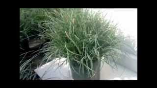 Carex Blue Zinger Blue Sedge Grass [upl. by Roeser]