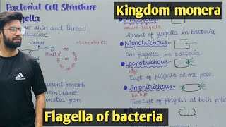 Bacteria flagella  Chemotaxis  Class 11 Biology [upl. by Hamilton804]