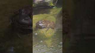 Bullfrog in My Pond [upl. by Ramu]