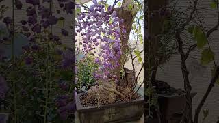 Wisteria bonsai from old farm [upl. by Nolyk]