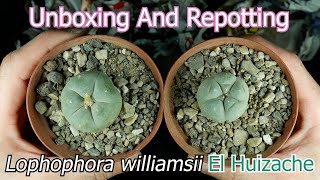 Unboxing And Repotting Lophophora williamsii El Huizache [upl. by Hsak644]