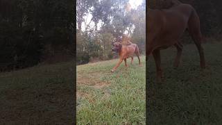 My Ridgeback Loki just chillin amp looks good doing it 😅 slow motion ridgeback dog australia [upl. by Gnoc584]