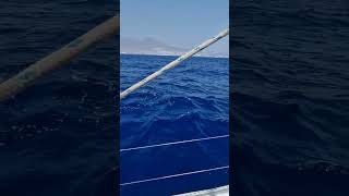 Tenerife Sailboat Adventure Discovering Whales and Dolphins from Puerto Colon [upl. by Saloma470]