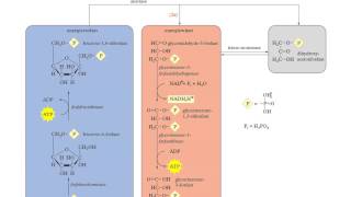 Binas tabel 68B  glycolyse en gisting [upl. by Ydollem]