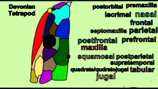 PL1 EVOLUTION OF TETRAPODS SKULL [upl. by Haven]