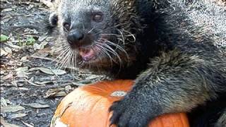 Binturong  quotBearcatquot VS PUMPKIN [upl. by Alboran]