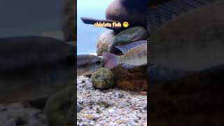 chiclets fish aquarium chicletsfish [upl. by Eedolem]