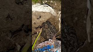 screaming Budgetts toad frog animals amazing sound screaming sound indian toad 🐸ytshorts [upl. by Atinoj145]