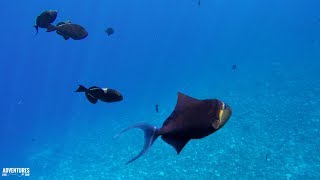 Snorkeling at Kealakekua Bay Captain Cooks Monument in Hawaii [upl. by Orenid]