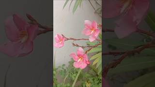 Beauty of Flowers shorts ytshorts flowers [upl. by Ecinwahs974]