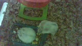 Dwarf Hamsters Fighting Badly [upl. by Sirenay]