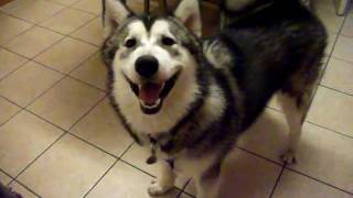 Alaskan Malamute puppy 7 months old showing off for camera [upl. by Bradman952]