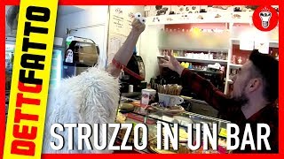 Entrare in un Bar con uno Struzzo al Guinzaglio  DETTO FATTO EP10  DE GUSTIBUS EDITION [upl. by Aicnilav116]