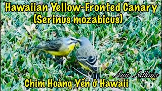 Hawaiian YellowFronted Canary Serinus mozabicus Chim Hoàng Yến annadkins yellowbird canary [upl. by Ahsaele]