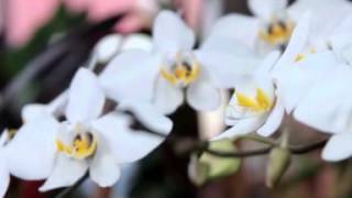 Phalaenopsis Amabilis  Orchid [upl. by Neelya]