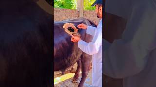 Rumen cannula  Bolus  Insertion technique  cattle  Dr Aziz  Dr Abdullah  Vet Experts cow [upl. by Ahseinod789]