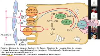 Fisiopatología de la ictericia [upl. by Aznofla]