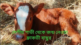 কোন সমস্যা ছাড়াই দেশীয় গাভী থেকে জন্ম নেওয়া ফ্লেকভি বাছুর \ ফ্লেকভি বাছুর [upl. by Paolo253]