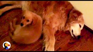 Puppy Comforts Mom During Nightmare  The Dodo [upl. by Acsehcnarf]