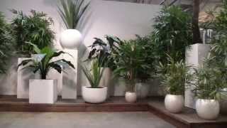 De showroom van Maxifleur Kunstplanten [upl. by Enyalahs708]