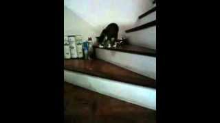 Our Three Legged Cat Tripod Walking Down the Stairs in Slow Motion [upl. by Ajim]