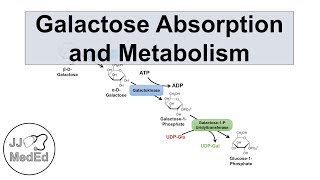 Galactose Absorption and Metabolism  Leloir Pathway and Galactosemia [upl. by Lubba]