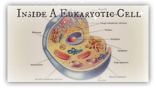 Inside a Eukaryotic Cell  Organelles and their Functions [upl. by Remmos705]