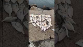 Pesca de porgy fishing porgyfishing fish porgy fishspecies [upl. by Esor]