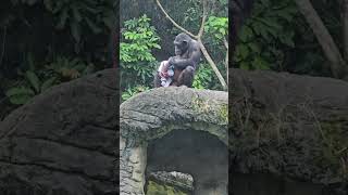 ChimpanzeePan troglodytesTaipei Zoo [upl. by Caron713]