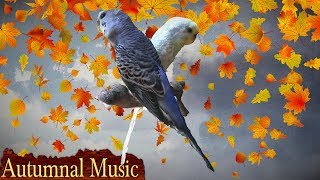 3 Hours  Calming Autumnal Music For Birds  Budgies  Relaxing Music to Tame your Birds 10 [upl. by Anyer]