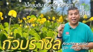 ถั่วบราซิล ไม้คลุมดิน ต้นเตี้ย ดอกดก เลี้ยงง่าย Arachis pintoi [upl. by Aremaj]