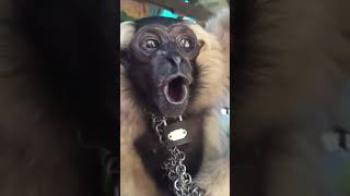 The whooping gibbon goes light speed with vine booms  memes shorts [upl. by Mintz]