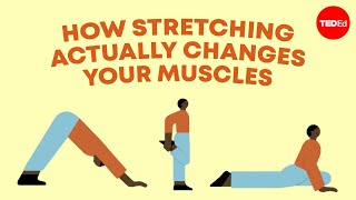 How stretching actually changes your muscles  Malachy McHugh [upl. by Eugenia]