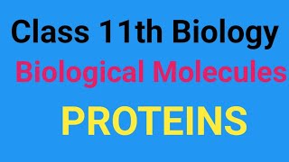 Class 11th biological molecules Proteins Amino acids peptide bond number of peptide chain [upl. by Mcgray]