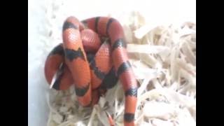 Feeding of the female ball pythonrosyboamilksnake cornsnake and the redtail boa [upl. by Adnuhs]