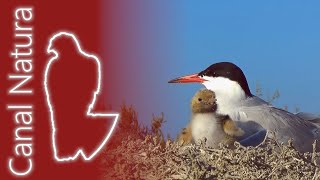 Charrán común Sterna hirundo Common Tern [upl. by Noskcaj455]