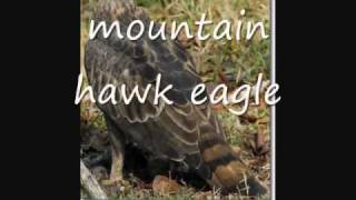 List of Eagle species [upl. by Harriot]