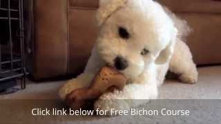 How to House Train a Bichon Frise [upl. by Boj]