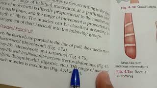 fascicular architecture of muscles  bd chaurasia [upl. by Aniat]