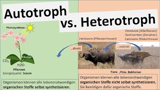 Autotroph vs Heterotroph Ernährungsweisen Biologie [upl. by Nanice]