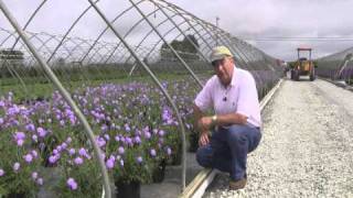 Best Perennials  Scabiosa Butterfly Blue Pincushion Flower [upl. by Slavin]