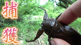 タガメの生息地で有名なだけあって、マジでいた！！【Lethocerus deyrollei】 [upl. by Spanjian751]