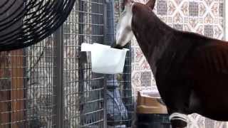 Voedermoment Okapis  Feedingtime Okapis ZOO Antwerpen [upl. by Zorine724]