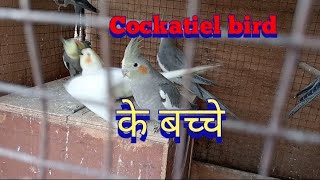 cockatiel bird के बच्चे कि गोरोथ।cockatel bird।bird house। [upl. by Panaggio]