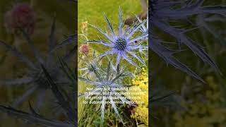 Eryngium Colbolt Star  Eryngium Flowers  Plants for Sun  Unusual amp Unique Plants to Grow [upl. by Ellett]