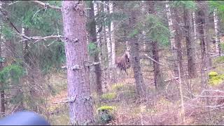 Hirvenmetsästys 2024  Moose hunting 2024 [upl. by Pirozzo]