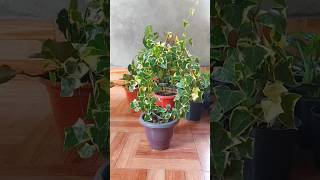 English Ivy Topiary How to Grow a Stunning Plant in Just 6 Months [upl. by Domella]